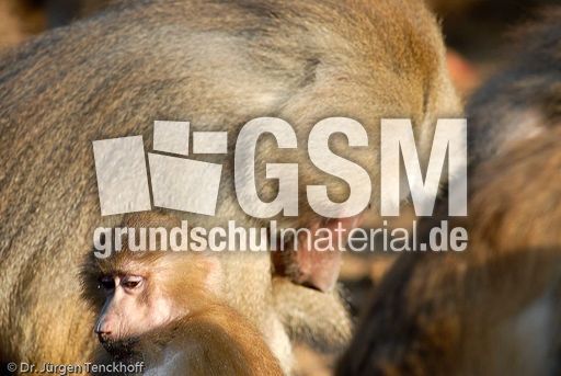 Mantelpavian (16 von 16).jpg